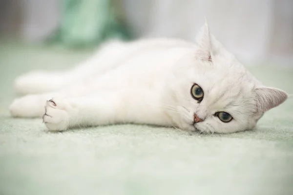 Kucing Muda Yang Cantik Berkembang Biak Chinchilla Skotlandia Lurus — Stok Foto
