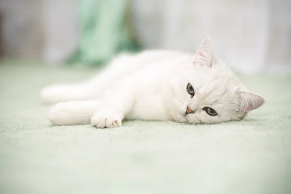 Schöne Junge Katze Züchtet Schottische Chinchilla Gerade — Stockfoto