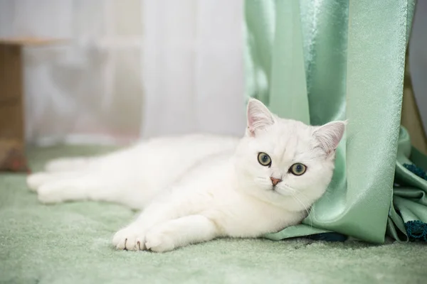 Mooie Jonge Kat Ras Schotse Chinchilla Rechte — Stockfoto