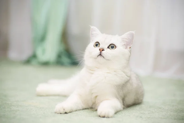 Hermoso Gato Joven Raza Escocesa Chinchilla Recta —  Fotos de Stock