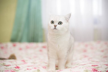 Güzel genç kedi, doğurmak İskoç chinchilla düz