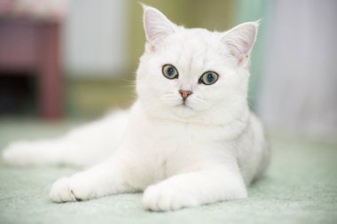 Güzel genç kedi, doğurmak İskoç chinchilla düz