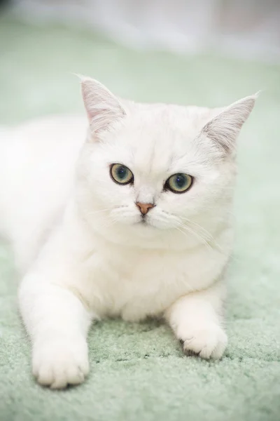 Beautiful Young Cat Breed Scottish Chinchilla Straight — Stock Photo, Image