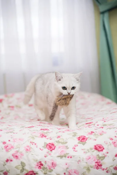 Gato Jovem Bonito Raça Chinchila Escocesa Reta — Fotografia de Stock