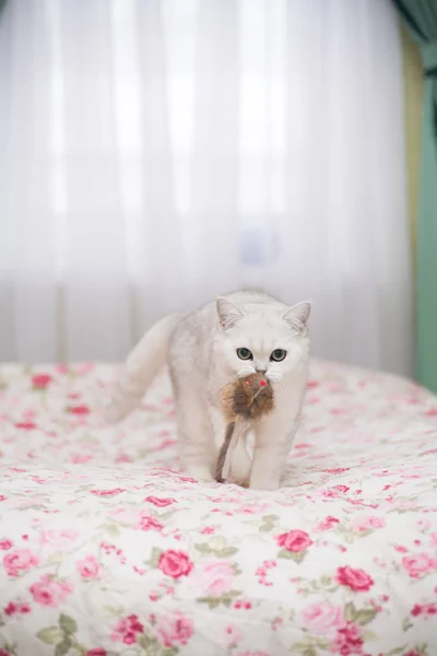 Hermoso Gato Joven Raza Escocesa Chinchilla Recta — Foto de Stock