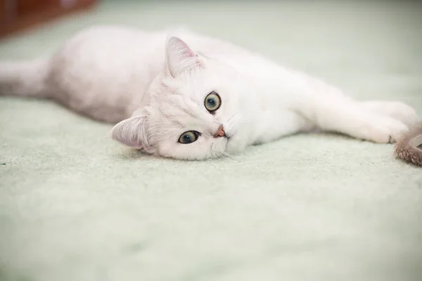 Hermoso Gato Joven Raza Escocesa Chinchilla Recta — Foto de Stock