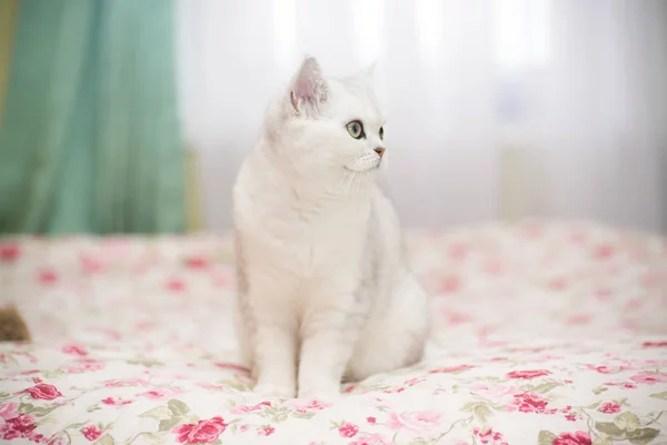 Krásná Mladá Kočka Plemene Skotský Činčila Rovný — Stock fotografie