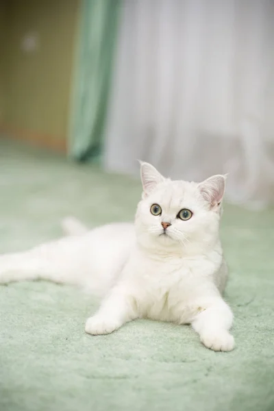 Hermoso Gato Joven Raza Escocesa Chinchilla Recta — Foto de Stock