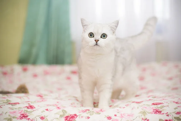 美しい若い猫 品種スコットランド チンチラ ストレート ストック写真