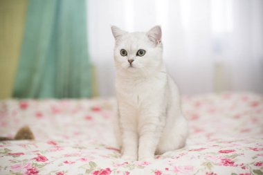 güzel genç kedi doğurmak İskoç chinchilla düz