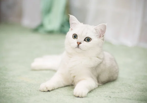 Hermoso joven gato crianza escocés chinchilla recta — Foto de Stock