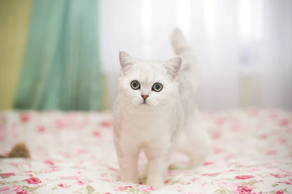 Mooie jonge kattenras Schotse chinchilla rechte — Stockfoto