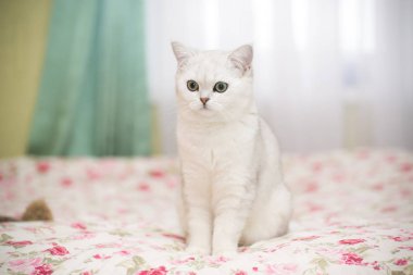 güzel genç kedi doğurmak İskoç chinchilla düz