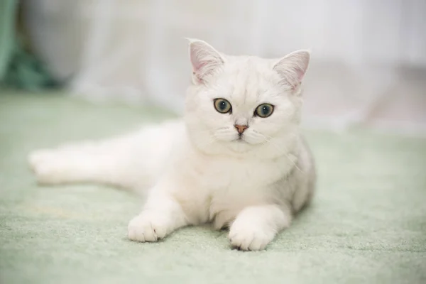 Gyönyörű fiatal macska tenyészt skót csincsilla egyenes — Stock Fotó