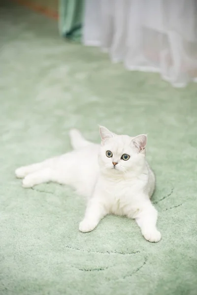 Gato Jovem Bonito Raça Chinchila Escocesa Reta — Fotografia de Stock