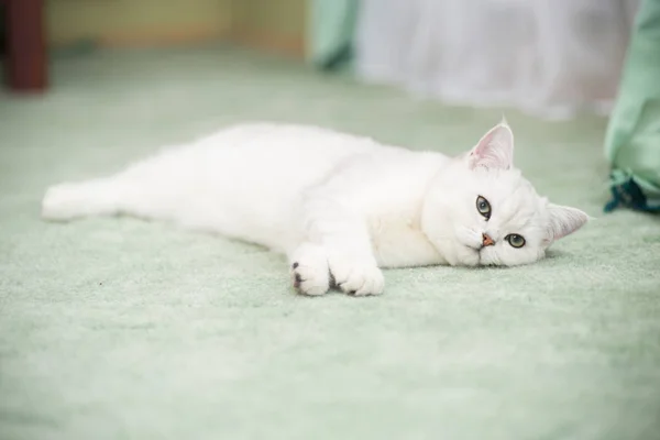 Mooie Jonge Kat Ras Schotse Chinchilla Rechte — Stockfoto