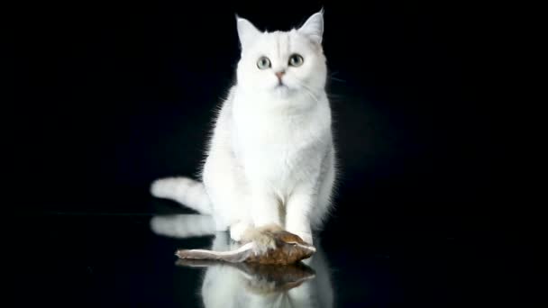 Vacker ung katt rasen Scottish chinchilla raka — Stockvideo