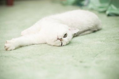 güzel genç kedi doğurmak İskoç chinchilla düz