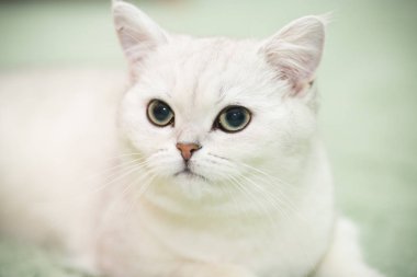 güzel genç kedi doğurmak İskoç chinchilla düz