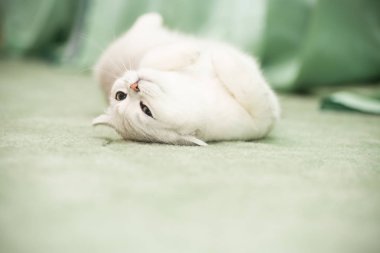 güzel genç kedi doğurmak İskoç chinchilla düz