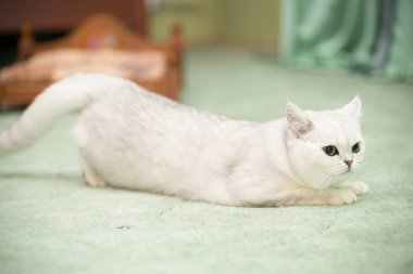 güzel genç kedi doğurmak İskoç chinchilla düz