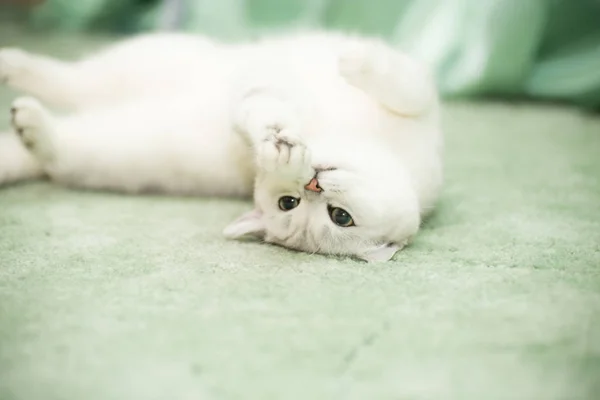 Bela jovem gato raça escocês chinchila reta — Fotografia de Stock