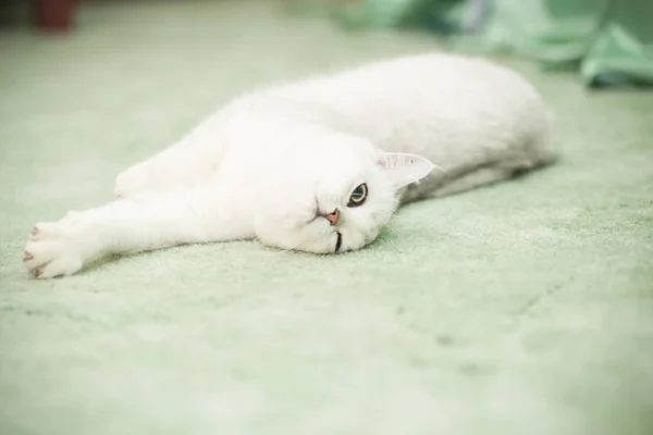 Красивая молодая кошка шотландская шиншилла прямая — стоковое фото