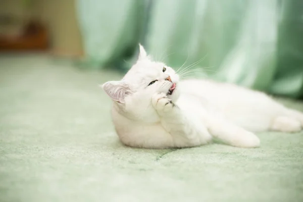 Vacker ung katt rasen Scottish chinchilla raka — Stockfoto