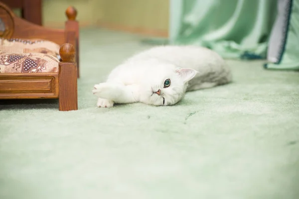 Hermoso joven gato crianza escocés chinchilla recta — Foto de Stock