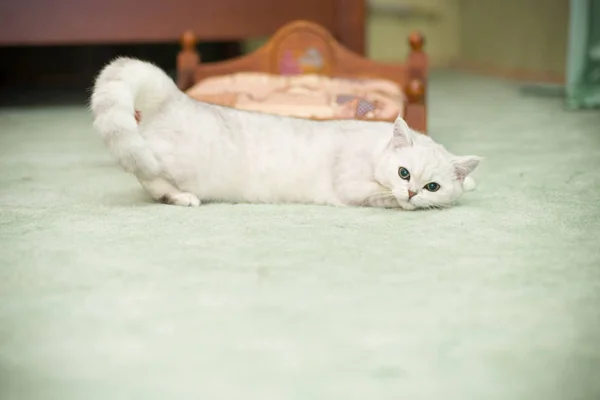 Gyönyörű fiatal macska tenyészt skót csincsilla egyenes — Stock Fotó
