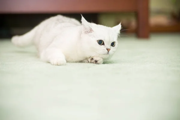 Hermoso joven gato crianza escocés chinchilla recta — Foto de Stock