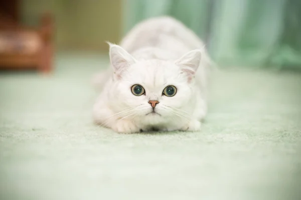 Beautiful young cat breed Scottish chinchilla straight — Stock Photo, Image