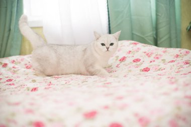 güzel genç kedi doğurmak İskoç chinchilla düz