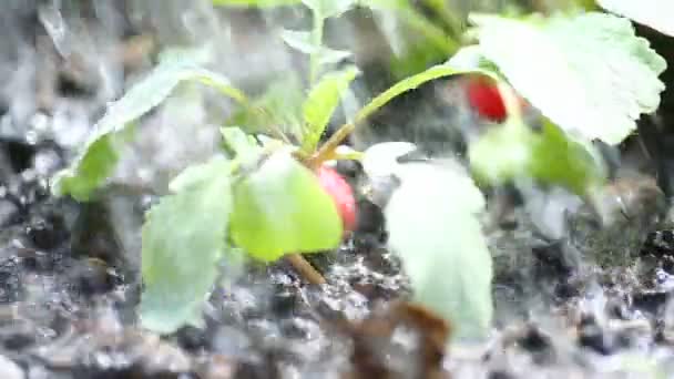 Ridiche roșie coaptă care crește în pământ este udată — Videoclip de stoc