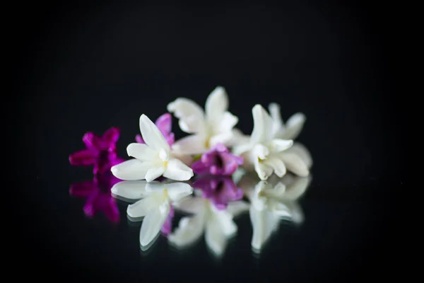 Kolorowe kwiaty hiacyntu na czarnym tle — Zdjęcie stockowe