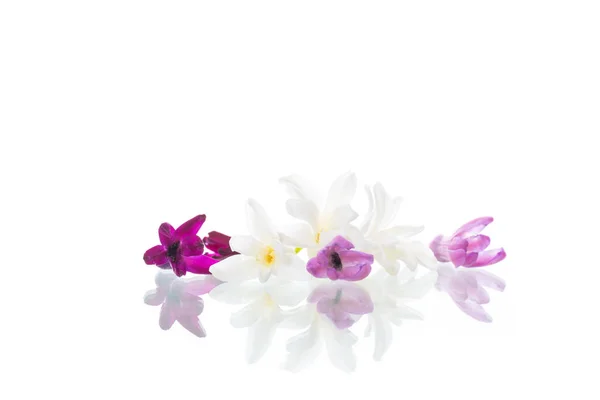 Colorful flowers of hyacinth on white background — Stock Photo, Image