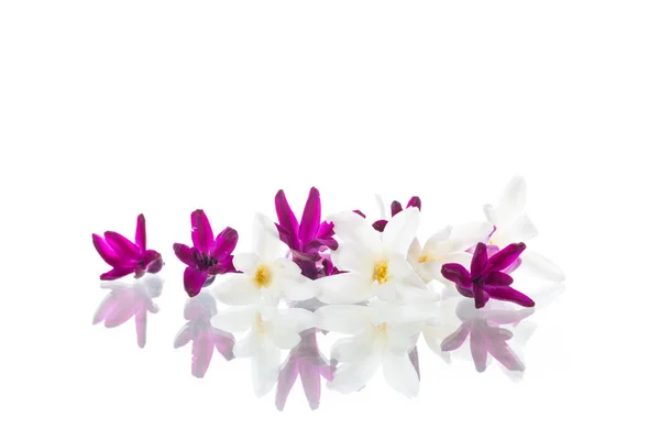 Colorful flowers of hyacinth on white background — Stock Photo, Image