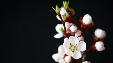 koyu arka plan üzerine kayısı çiçek şube