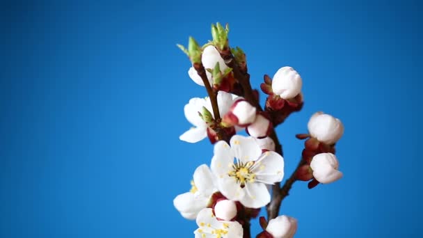 Гілка з абрикосовими квітами на синьому фоні — стокове відео