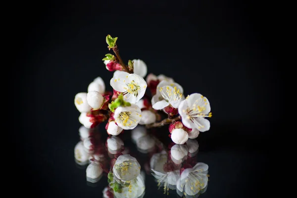 Гілка з абрикосовими квітами на темному тлі — стокове фото