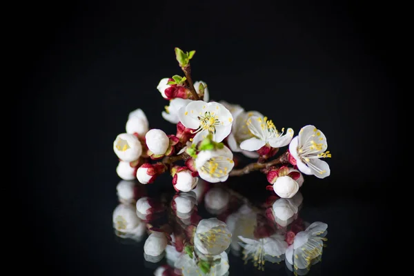 Ramo com flores de damasco em um fundo escuro — Fotografia de Stock