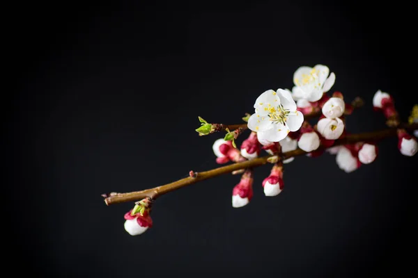 Větev s meruňkovým květy na tmavém pozadí — Stock fotografie