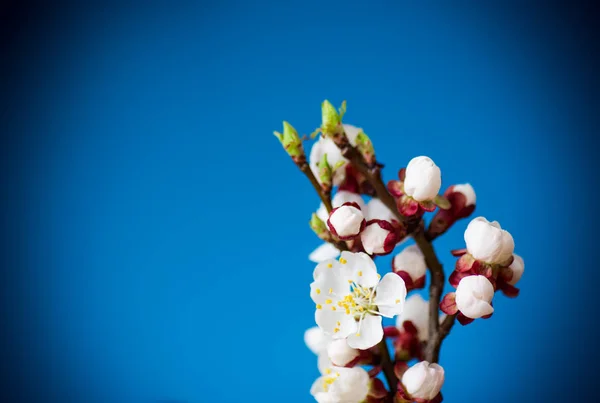 青い背景にアプリコット花を持つ枝 — ストック写真