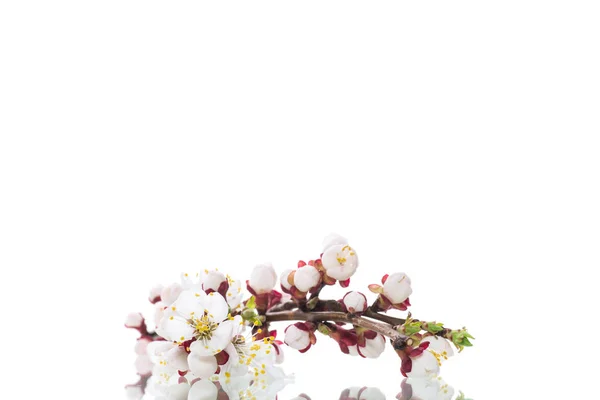 Branche avec des fleurs d'abricot sur fond blanc — Photo