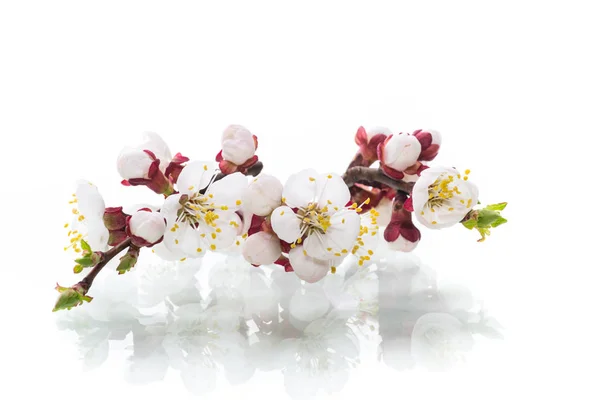 Гілка з квітами абрикосів на білому тлі — стокове фото