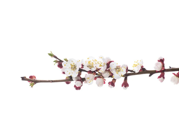 Ramo com flores de damasco em um fundo branco — Fotografia de Stock