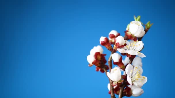 Rama con flores de albaricoque sobre un fondo azul — Vídeo de stock