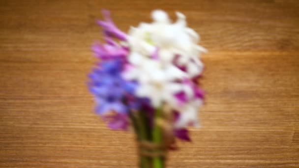 Άνοιξη όμορφο διαφορετικό χρώμα άνθη της Υάκινθος — Αρχείο Βίντεο