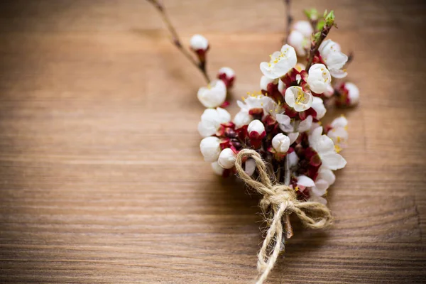 Branch with apricot flowers on a dark background — Stock Photo, Image
