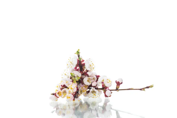 Branch with apricot flowers on a white background — Stock Photo, Image